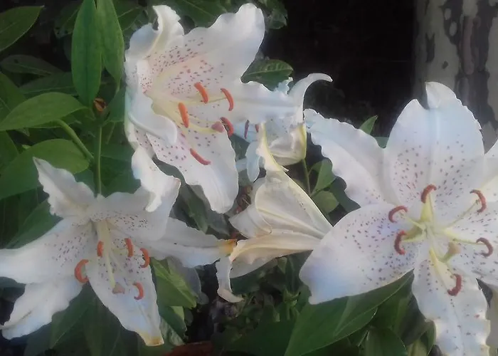 Les D'hotes De Luneil